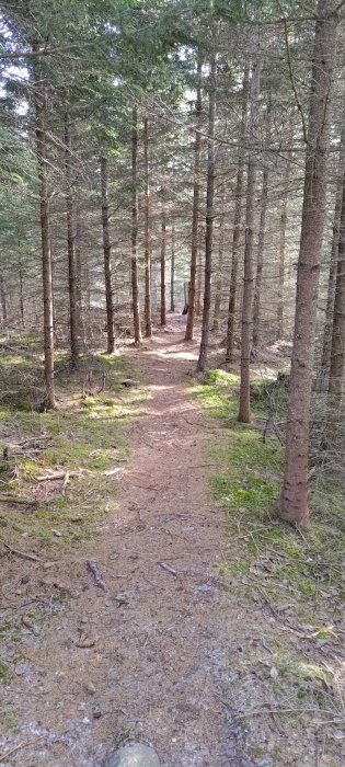 En skogsstig, barrträd, grönt mossa, dallrande ljus, ingen människa, stillhet, natur, friluftsliv, promenad, utforskning.