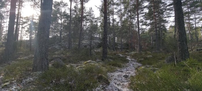 Skog, stigar, träd, stenar, ljusstrålar, mossa, grenar, natur, lugn, utomhus, dagsljus, någon aning om frost.