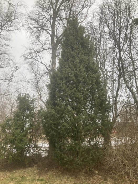 En stor, barrträd mitt i bild, omgiven av lövträd och buskar, gråmulen himmel, vinter eller höst.