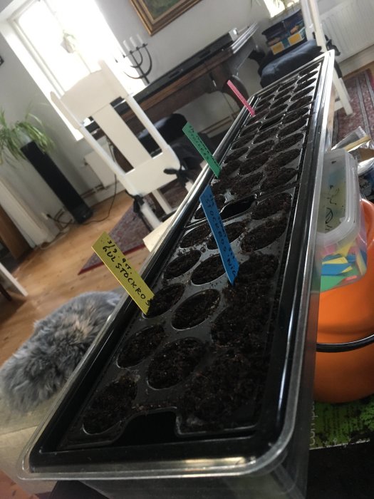 Plantskola i tråg inomhus med etiketter, krukväxter, vit stol, tavla, fönster, hemmiljö.