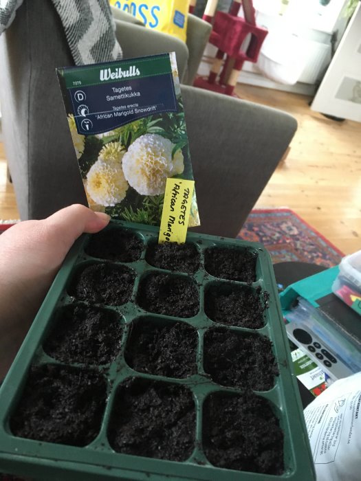 Planteringsbricka med jord och fröpåse för Tagetes 'African Marigold Snowdrift'. Inomhusodling, vår förberedelse.