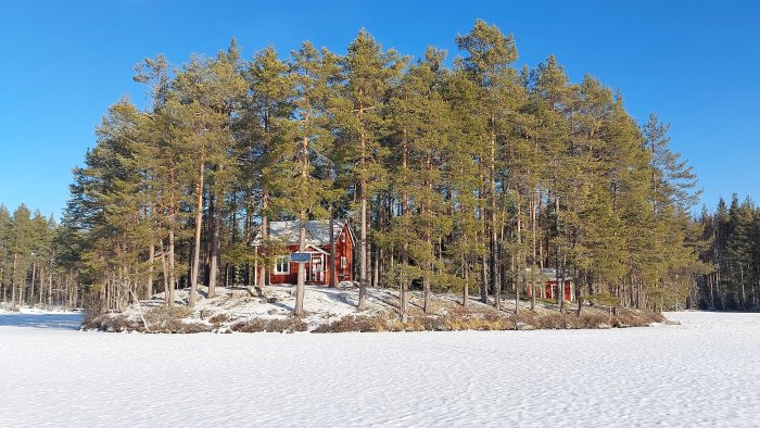 Vinterlandskap med snö, röd stuga, tallar, klarblå himmel och en touch av vår.