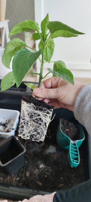 Hand som håller grönt plant med välutvecklat rotsystem redo för omplantering, jord och trädgårdsredskap syns.