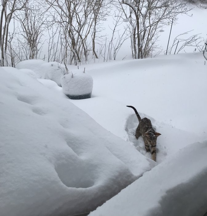 En katt kämpar genom djup snö bredvid täckta möbler. Träd och dimma i bakgrunden. Winterlandskap.