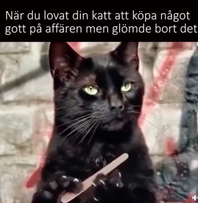 Svart katt ser besviket in i kameran med text som antyder glömska.