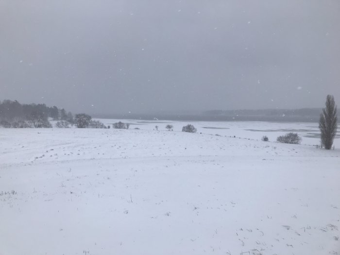 Snöigt landskap, fält, träden, snöfall, vinter, kyligt, molnigt, ödsligt, lugnt, grå himmel.