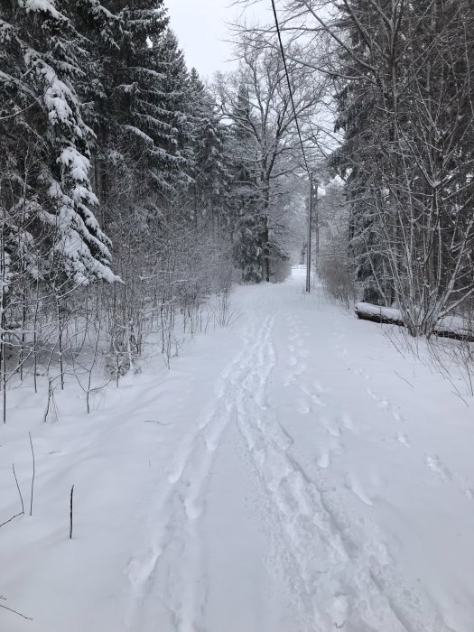 Snötäckt stig, träd, vinterlandskap, fotspår, lyktstolpe, tyst, kallt, naturen i vila.