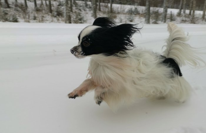 Sprallig, svartvit hund springer i snön, energisk, lekfull, vinterlandskap, suddig bakgrund, fartfylld rörelse.