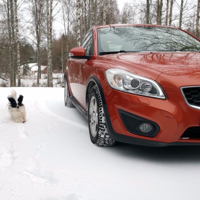 Röd bil och en liten hund på en snöig väg nära skog.