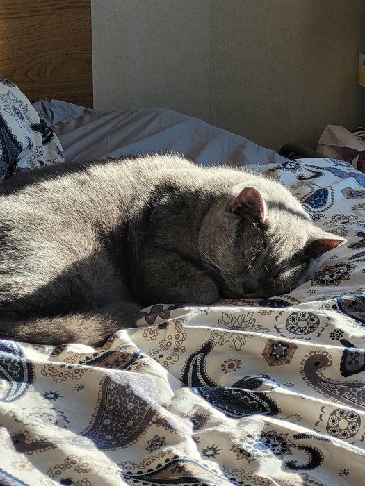 En grå katt sover fridfullt i solen på en mönstrad sängklädsel.