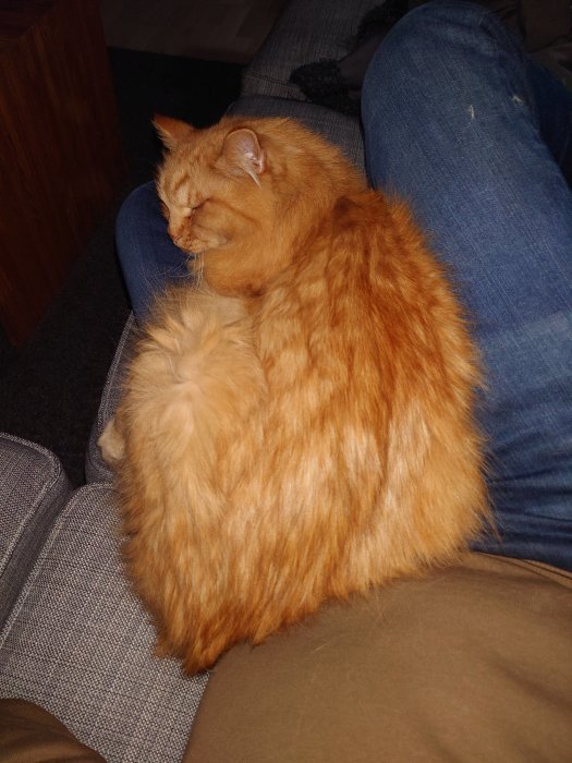 Röd katt sover på någons knä bredvid en grå soffa.