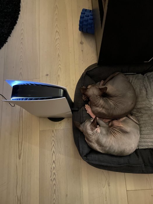Två nakna katter sover tätt ihop på en brun dyna inomhus bredvid en vit enhet.