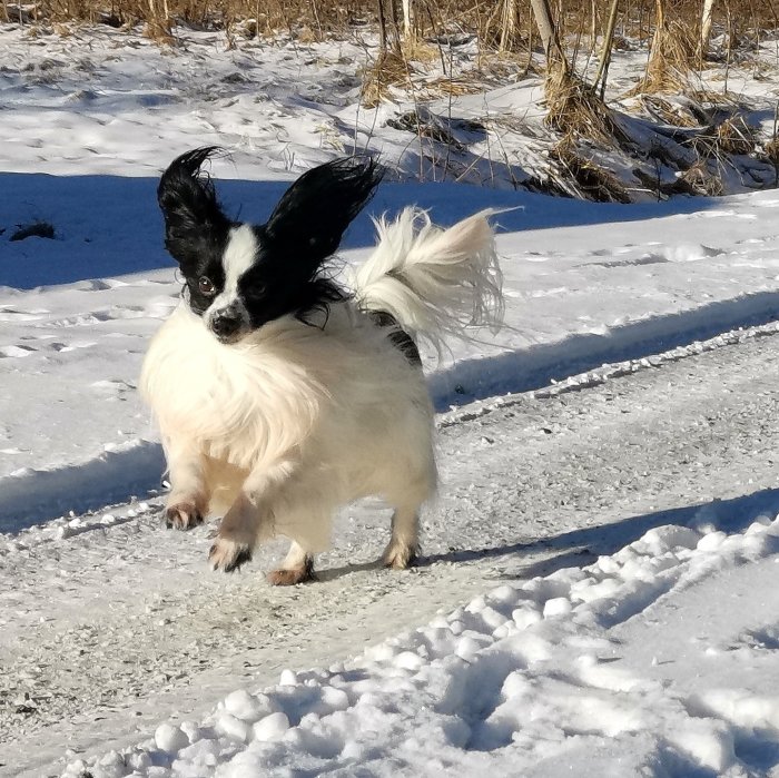 Vit och svart hund springer i snö, soligt, flaxande öron, glad, energisk, vinterdag, naturbakgrund.