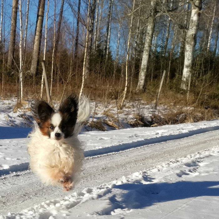 Papillonhund springer i snön, soligt, skogsbakgrund, aktiv, dagtid, lekfull, vinterlandskap, lätthet, rörelse, luftsprång.