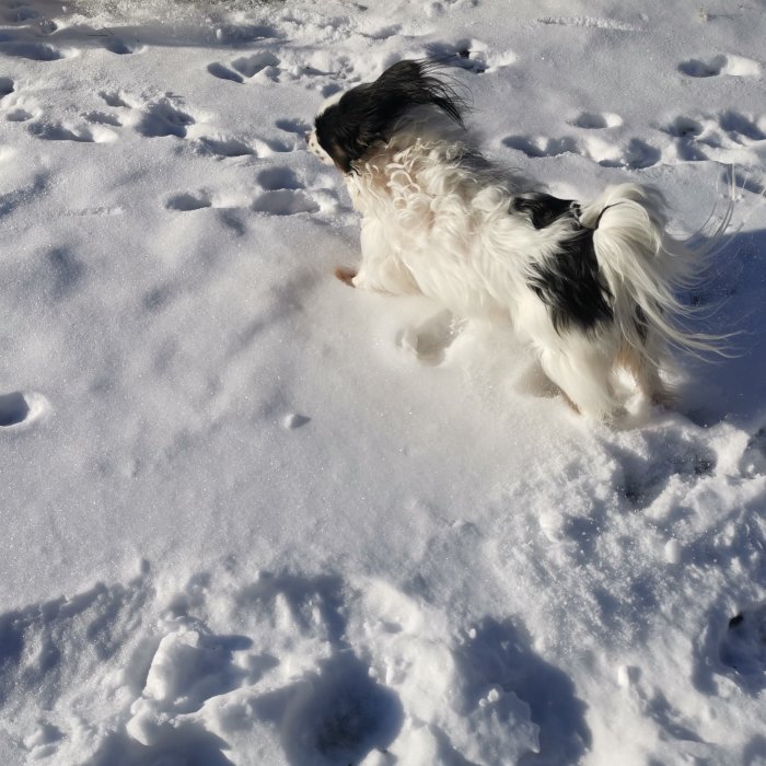 Svartvit hund går i snötäckt mark med tassavtryck. Solsken.