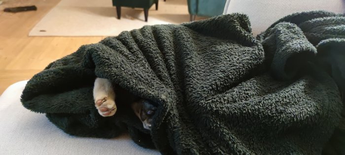 Katt gömmer sig under en mörk filt; endast tassar och ansikte synliga. Hemtrevligt rum i bakgrunden.