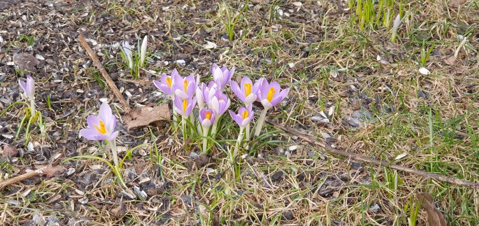 Lila krokusar blommar i ett gräsfält med löv och kvistar. Vårtecken.