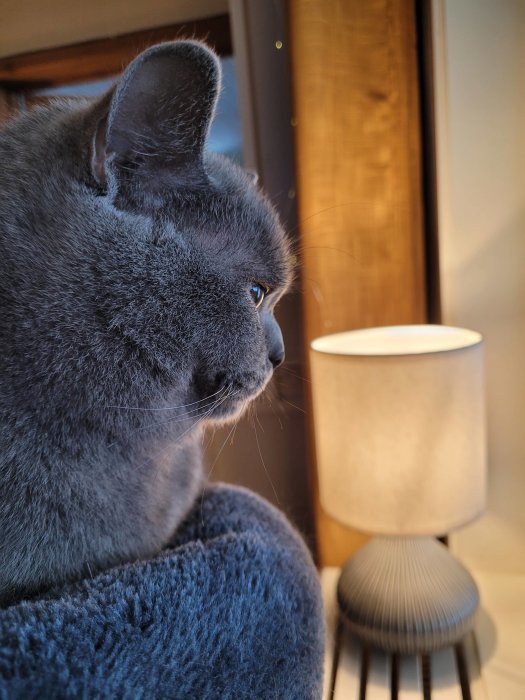Grå katt blickar ut, närbild, bordslampa i bakgrunden, inomhusmiljö, varmt solljus.