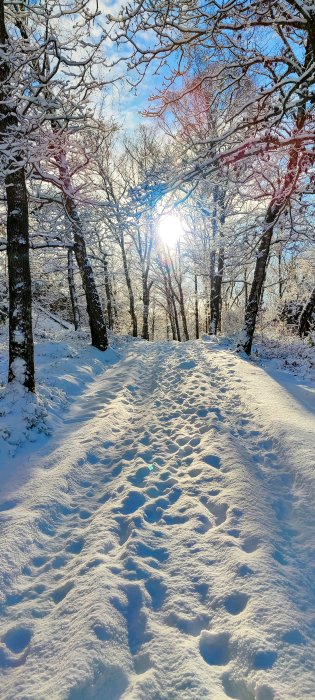 Skogsväg täckt av snö, solstrålar genom nakna träd, klarblå himmel, orörda och upptrampade snöområden, vinterlandskap.