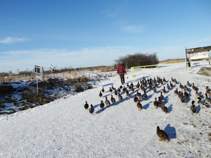 Person går nära flock med änder på snötäckt mark under klar himmel.