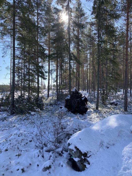 Vinter, skog, snötäckt mark, tallar, solstrålar genom grenar, lugn, naturens skönhet.