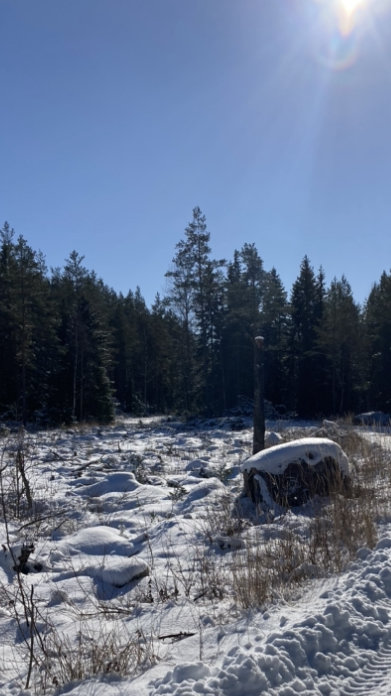 Ett snötäckt skogslandskap med solsken och blå himmel.