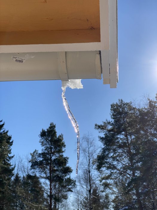 Solbelyst istapp hänger från takränna, klarblå himmel och gröna träd i bakgrunden.