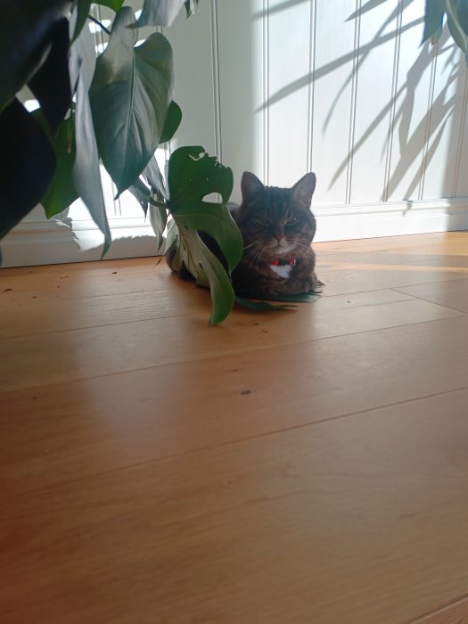 En katt med röd halsband sitter på trägolv inomhus, döljd bakom växt, i solljus.