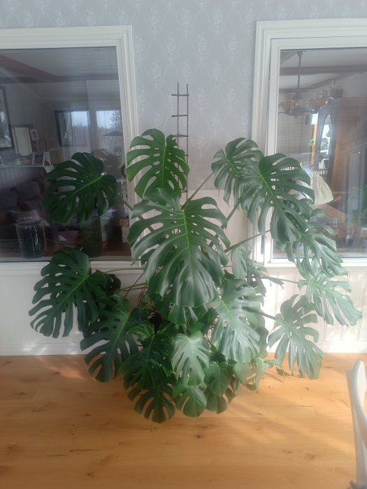 Stor monstera växt inomhus, trägolv, vit vägg, spegling, del av möbel.