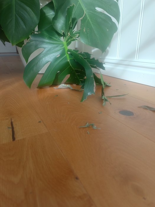 Inomhusväxt med skadade blad på trägolv nära vit vägg. Solljus, lövbitar på marken.
