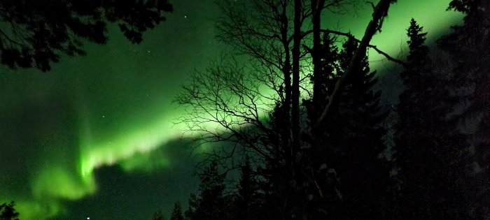 Nattskog med nordljus, silhuetter av träd, grönt skimrande himmel.