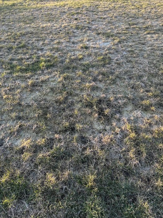 Tidig morgon, frostigt gräs, skuggor, dämpade färger, soluppgång, vinternatur, kallt landskap, ojämn mark.