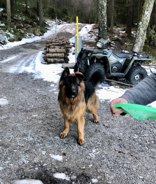 En schäferhund framför skogsväg, snörester, ATV och vedhög, person med leksak synlig.