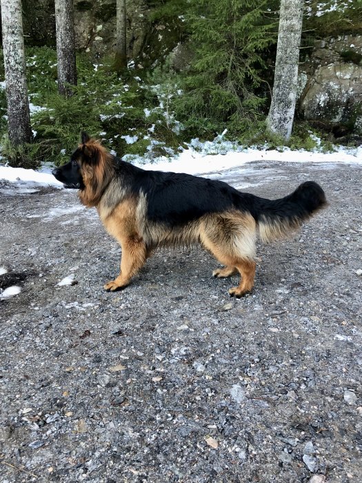 En schäfer står på en grusväg, omgiven av skog och snöfläckar.