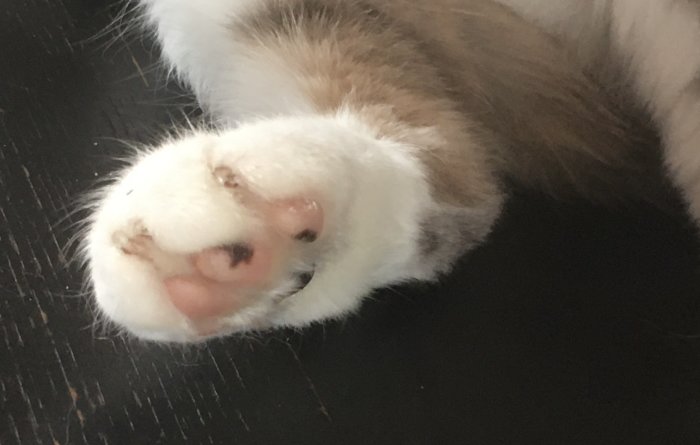 En kattens tass med vita och beige päls, rosa trampdynor, närbild, vila, sömnig, mjuk.