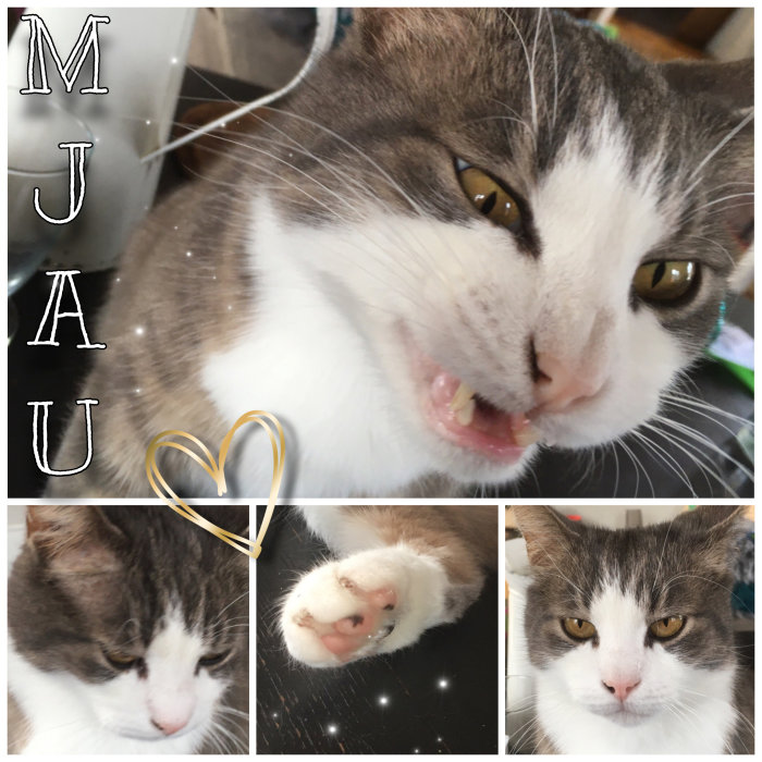 Collage av en gråvit katt, visande tassen, ansiktet och gäspande. Texten "MJAU" och ett hjärta inkluderat.