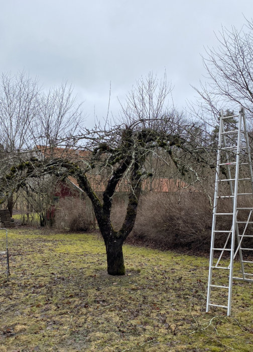 Ett gammalt fruktträd i en trädgård med stege, grå himmel, vinter eller tidig vår.