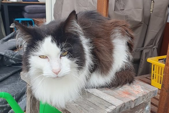 Långhårig svartvit katt sitter på en träbänk utomhus, med en eftertänksam blick.