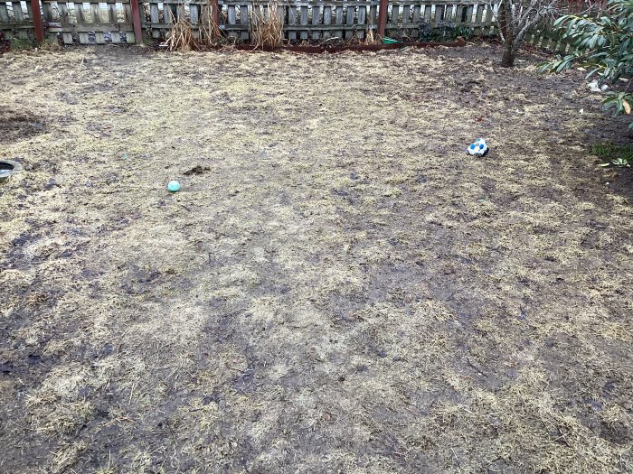 Trädgård med skadad gräsmatta och två bollar, staket i bakgrunden, bar jord synlig.
