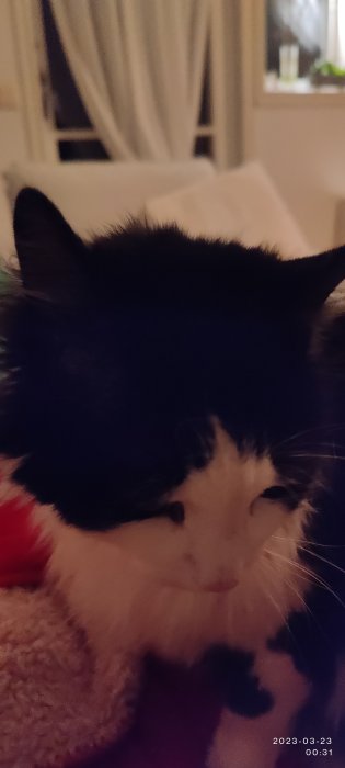 Svartvit katt närbild, suddig bakgrund, inomhus, mysig atmosfär, mjukt ljus.