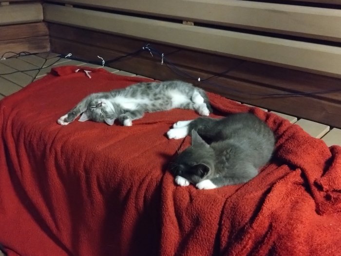 Två katter sover avslappnat på en röd filt; en sträcker sig, den andra ihopkrupen.