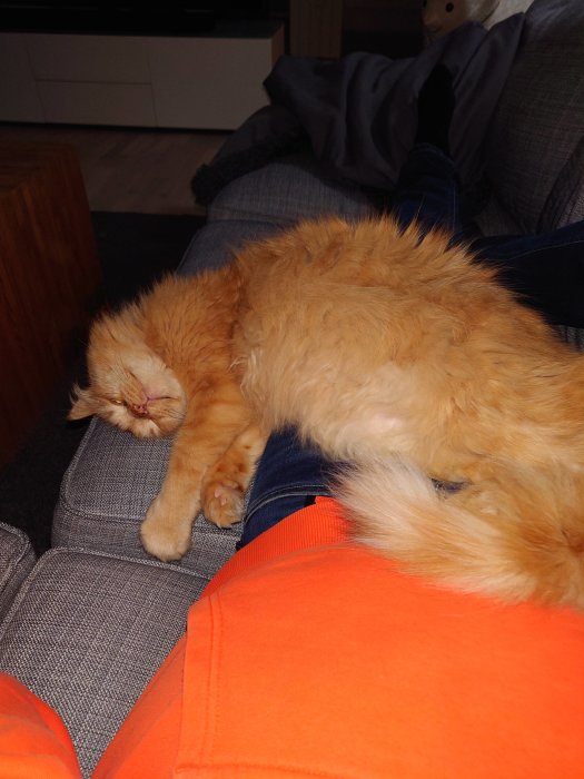 Rödhårig katt sover bekvämt på en soffa brevid en person med jeans och orange tröja.