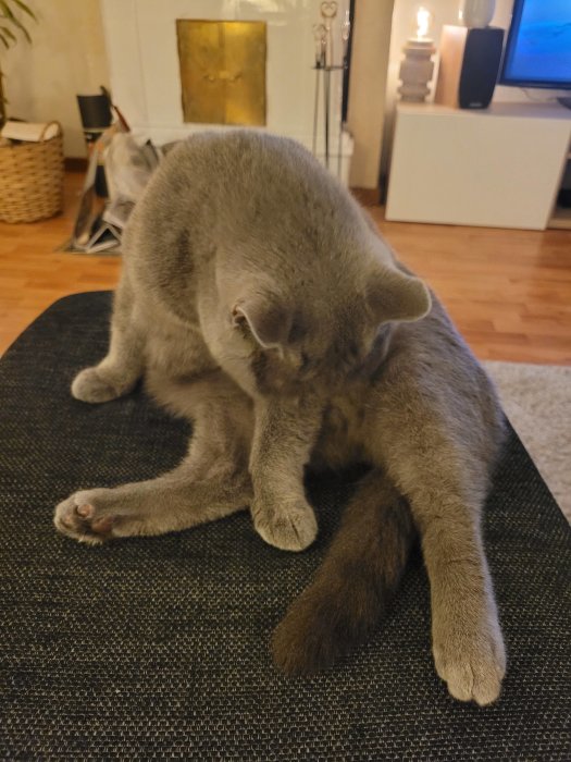 Grå katt som tvättar sig inomhus. Vardagsrum med TV och inredning i bakgrunden.