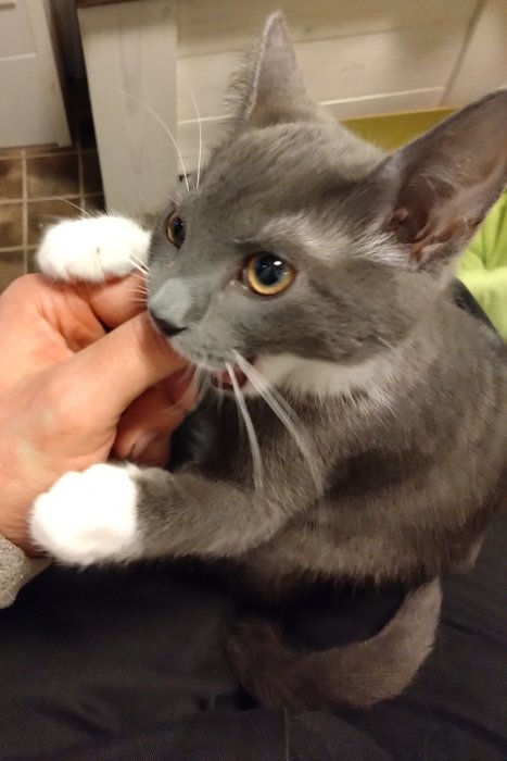 Gråvit katt nosar på en människas hand, stora gula ögon, tassar med vita "vantar".