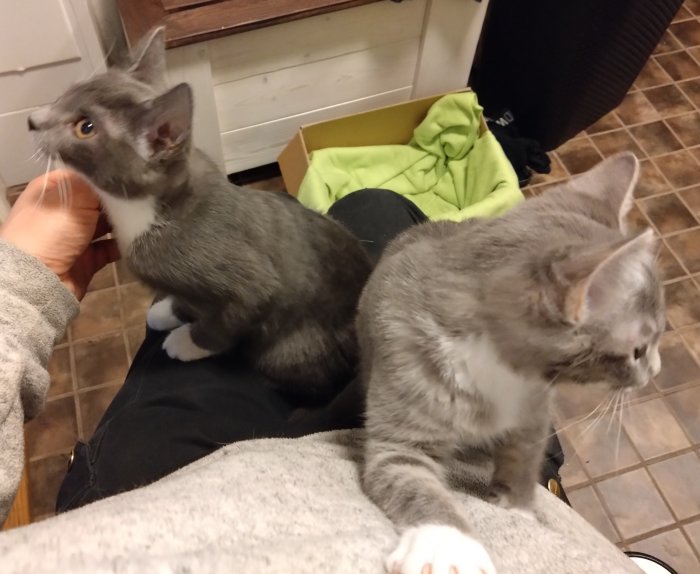 Två grå kattungar sitter på någons knä, en ser uppåt. Inomhus, golvplattor, gul låda i bakgrunden.