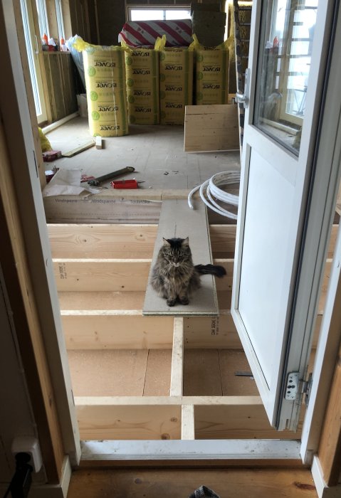 Långhårig katt sitter på en trappa inuti ett hus under renovering. Byggmaterial och verktyg synliga.