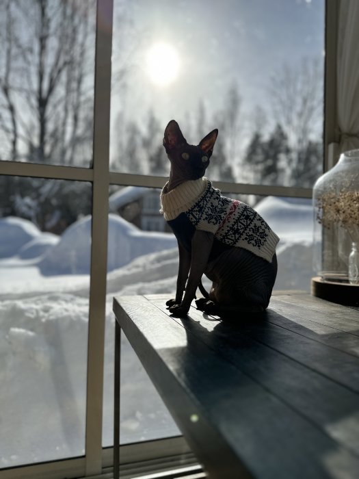 Hund i tröja sitter inomhus, soligt vinterlandskap utanför, lugnt och fridfullt.