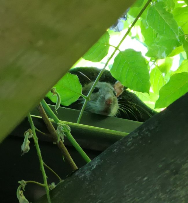 Ett vilt djur tittar fram bland gröna blad och grenar, molnigt skyddad blick, naturdold.