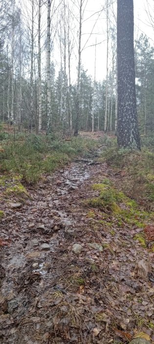 En lerig skogsstig omgiven av björkar och barrträd, med löv och mossa på marken.