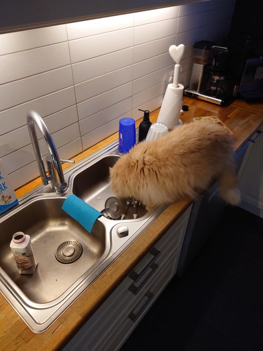 Fluffig katt utforskar diskbänk i ett modernt kök med kaffebryggare och diskmedel.